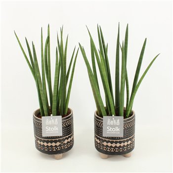 Taščin jezik - Sanseveria cylindrica in maya pot 45 cm fi13 cm Q1065