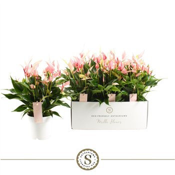 Anthurium lilli Mille Fleurs Lilli 14cm 10 fl 45 cm fi14 cm Q615