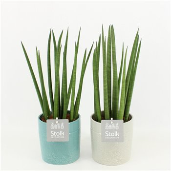 Taščin jezik - Sanseveria cylindrica in tess ceramic 45 cm fi13 cm Q1069