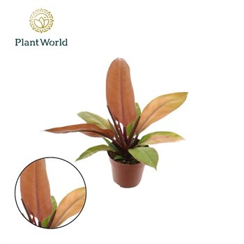 Philodendron prince of orange 30 cm fi14 cm Q5387