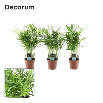 Chamaedorea elegans decorum 25 cm fi7 cm Q2228