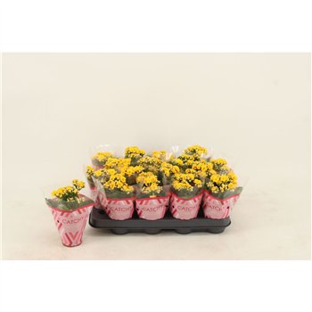 Kalanhoja calandiva nolin 15 cm fi8 cm Q4167