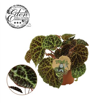 Begonija leaf ferox rex - Troll 30 cm fi17 cm Q933