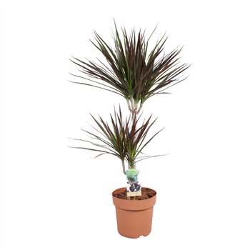 Dracena marg  magenta 2pp - 45-15 90 cm fi21 cm Q2611