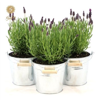 Lavandula stoechas anouk in zinc old-look 37 cm fi14 cm Q3348