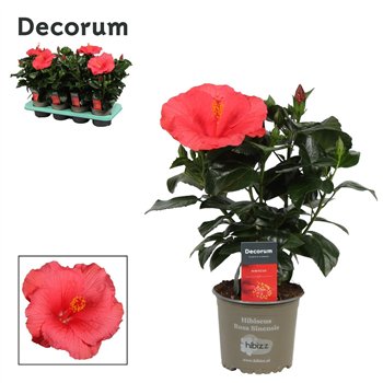 Hibiscus rosa-sinensis kandy Decorum roze 35 cm fi13 cm Q6260