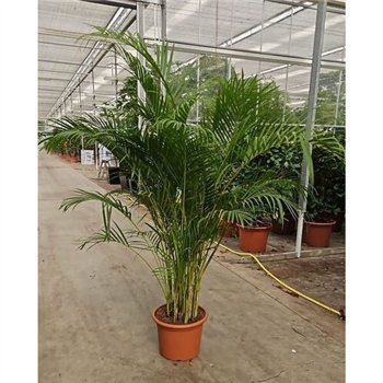 Palma Dypsis lutescens 210 cm fi40 cm Q2183
