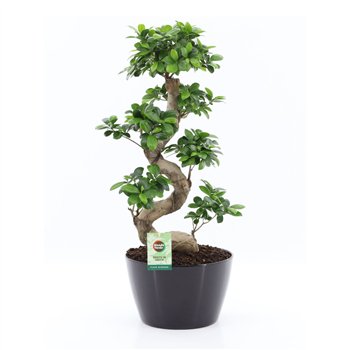 Fikus microcarpa ginseng s-type in zwart ceramic with bark 75 cm fi28 cm Q2335
