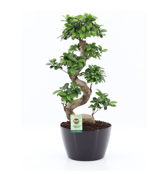 Fikus microcarpa ginseng s-type in zwart ceramic with bark 75 cm fi28 cm Q2335 Fikus microcarpa ginseng s-type in zwart ceramic with bark 75 cm fi28 cm Q2335