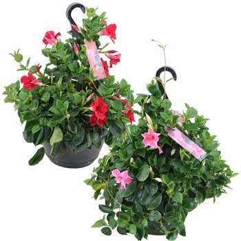 Mandevilla sundaville mixkar Hangpot - Mix Rood & roze 60 cm fi25 cm Q3153