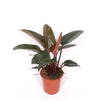 Philodendron congo red 80 cm fi27 cm Q4227
