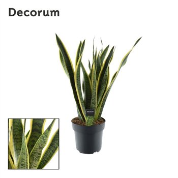 Taščin jezik - Sanseveria trifasciata laurentii (Decorum) 80 cm fi21 cm Q4820