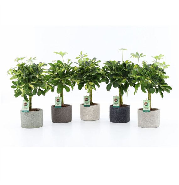 Šeflera arboricola gold capella in classic stone 40 cm fi14 cm Q5518 Šeflera arboricola gold capella in classic stone 40 cm fi14 cm Q5518