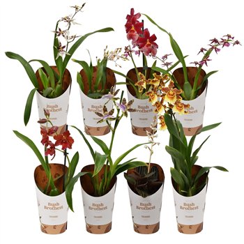 Orchidee mix 1-2 stems 25 cm fi9 cm Q3298
