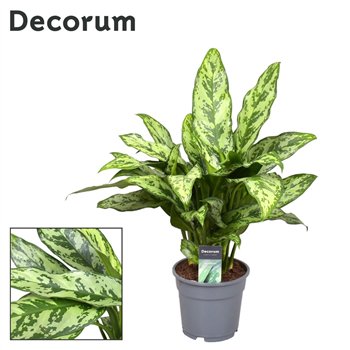 Aglaonema romeo Decorum 55 cm fi17 cm Q177