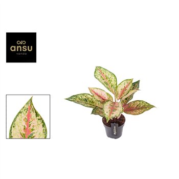 Aglaonema painted celebration 40 cm fi12 cm Q194