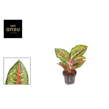 Aglaonema paradise red 40 cm fi12 cm Q195