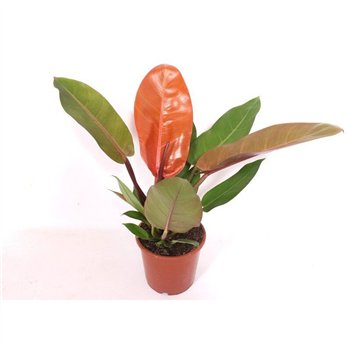 Philodendron prince of orange 45 cm fi17 cm Q4234