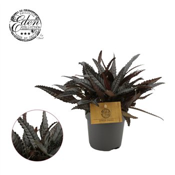Pilea hitchcockii 15 cm fi10.5 cm Q4292