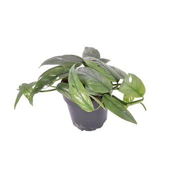 Epipremnum pinnatum cebu blue 20 cm fi12 cm Q2257