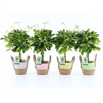 Šeflera arboricola gold capella in noah Košara pastel 40 cm fi14 cm Q5519