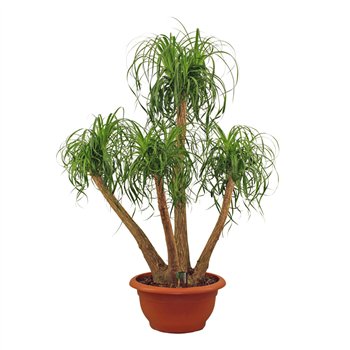 Nolina Beaucarnea recurvata branched decorum 170 cm fi55 cm Q865