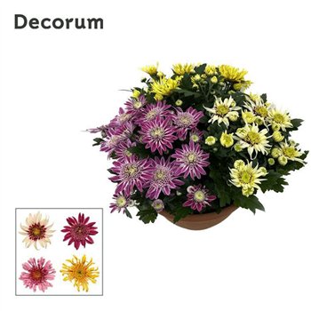 Krizantema ind  artistic mix Chrysanne Anemona bowl Carnaval L Decorum 25 cm fi25 cm Q2301
