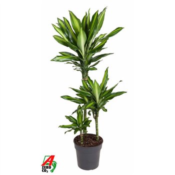 Dracena fragr  cintho 60-30-15 110 cm fi21 cm Q2678