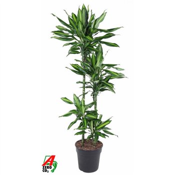 Dracena fragrans cintho 90-60-30-15 140 cm fi27 cm Q2734
