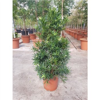 Podocarpus nivalis macrophylla 110 cm fi27 cm Q3071