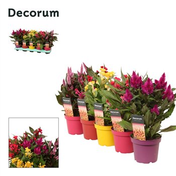 Celosia argentea mix decorum + etiket (5x2) 32 cm fi12 cm Q2051