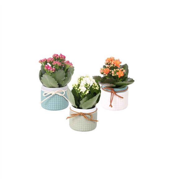 Kalanhoja blossfeldiana rosalina mixed KP-772 1 - in trendy ceramic 12 cm fi6 cm Q4482 Kalanhoja blossfeldiana rosalina mixed KP-772 1 - in trendy ceramic 12 cm fi6 cm Q4482