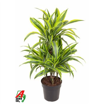 Dracena fragr  der  lemon lime 45-carrousel 90 cm fi21 cm Q2735