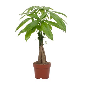 Pachira aquatica Pachira Aquatica 12cm 5 pp 40 cm fi12 cm Q5373
