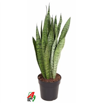 Taščin jezik - Sanseveria zeylanica 80 cm fi21 cm Q1308