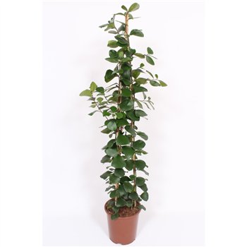 Fikus natalensis trinova piramide 150 cm fi27 cm Q2777