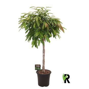 Fikus binnendijkii amstel king braided stem 150 cm fi32 cm Q2792
