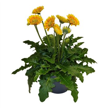 Gerbera garvinea mix Gerbera Garvinea Sweet Blaze pot 23cm 5 fl 35 cm fi23 cm Q3705