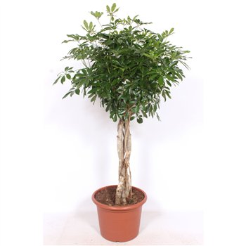 Šeflera arboricola compacta vlechtstam 170 cm fi45 cm Q6192