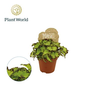 Begonija leaf magic colours jive Begonija rex Jive 8 5cm 3 pp 15 cm fi8.5 cm Q919