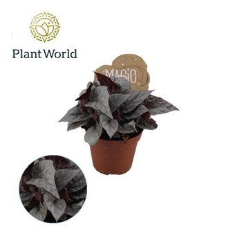 Begonija leaf magic colours silver limbo Begonija rex Silver Limbo 8 5cm 3 pp 15 cm fi8.5 cm Q926