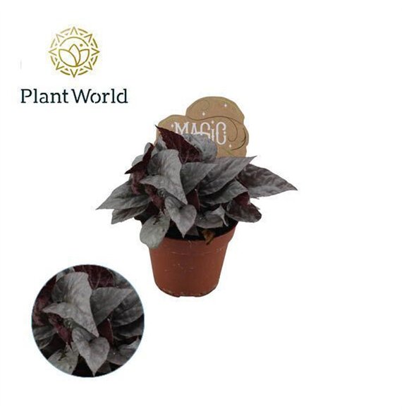 Begonija leaf magic colours silver limbo Begonija rex Silver Limbo 8 5cm 3 pp 15 cm fi8.5 cm Q926 Begonija leaf magic colours silver limbo Begonija rex Silver Limbo 8 5cm 3 pp 15 cm fi8.5 cm Q926