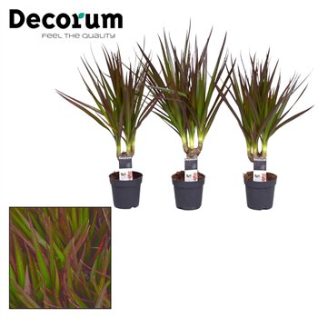 Dracena marg  magenta Dracena Magenta stem 7 cm (Decorum) 1 pp 30 cm fi7 cm Q2423