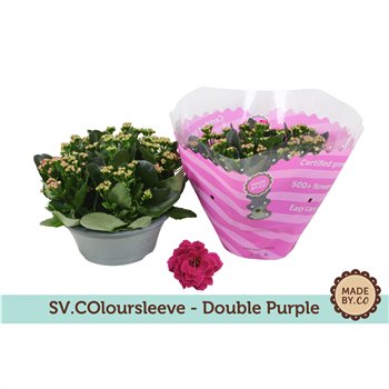 Kalanhoja rosalina paars in sv colours sleeve 27 cm fi23 cm Q4268