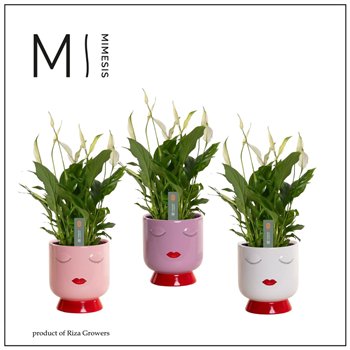 Spatifil bellini 8+ flower - Dua Lipa ceramic  Fun world 40 cm fi13 cm Q6168