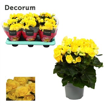 Begonija elatior du  rebecca geel decorum 32 cm fi13 cm Q951
