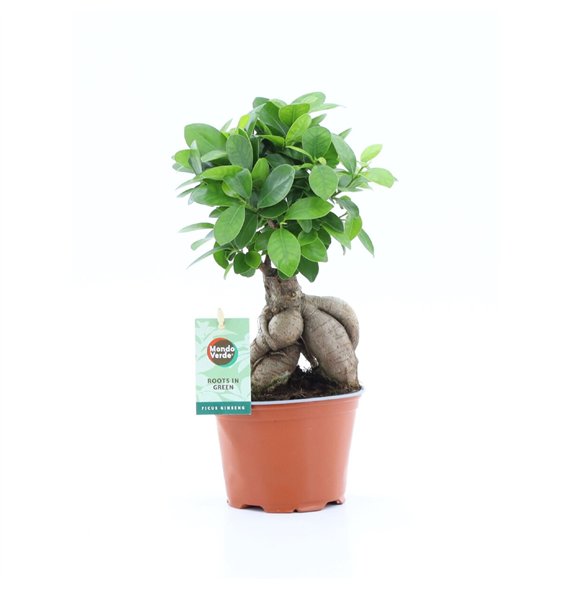 Fikus microcarpa ginseng 30 cm fi12 cm Q2798 Fikus microcarpa ginseng 30 cm fi12 cm Q2798