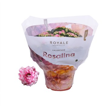 Kalanhoja rosalina don darcio roze royal 27 cm fi15 cm Q4266