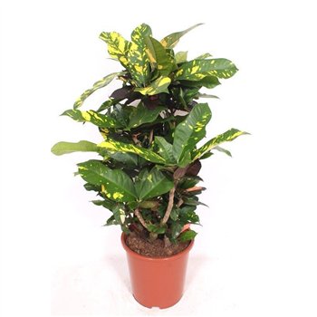 Kroton variegatum magnificent branched 100 cm fi27 cm Q1624