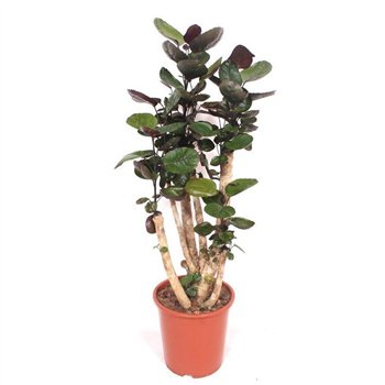 Polyscias fabian branched 110 cm fi27 cm Q4868